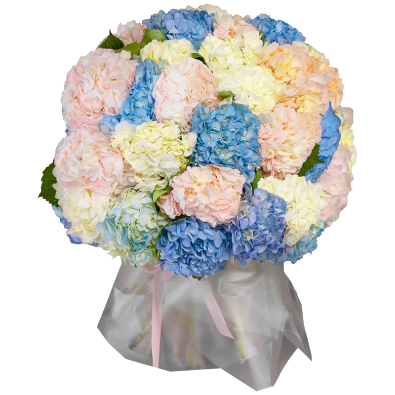Букет из 35 гортензий