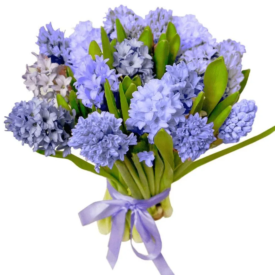 Гиацинты синие